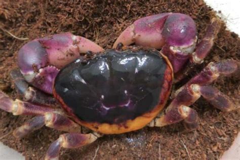 紫地蟹 不可養寵物